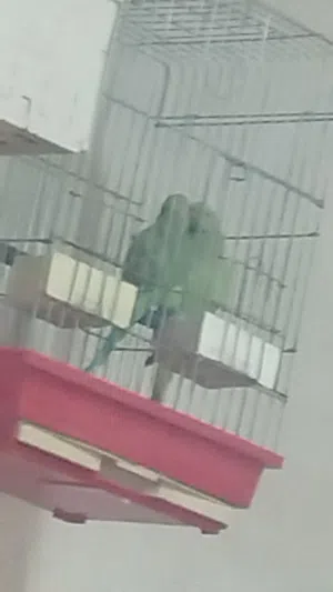 جوز ببغاء دره