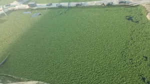 متوفر الازولا