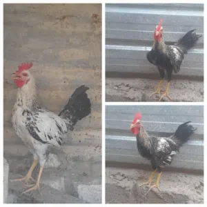 ديك عربي الاسود