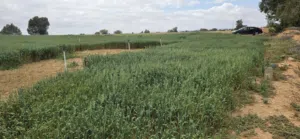Mixed Use Land for Sale in Tripoli Tajura