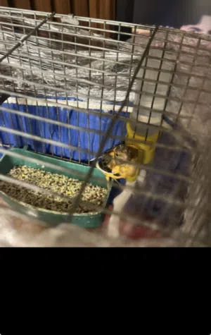 ذكر كنار حجم ترابل جانبو للبيع او لبدل علي كروان اقراء الوصف كوكتيل