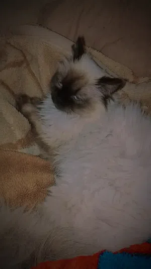 قطه للبيع هملايا