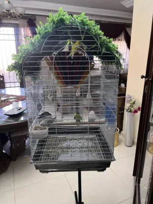 طيور Lovebird