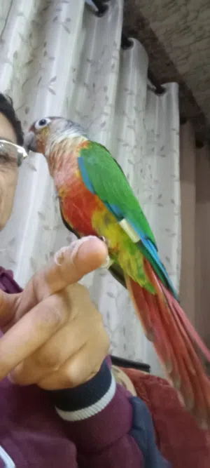 ببغاء جرين شيك يلو سايد هاي ريد للبيع