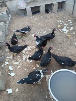 بط عربي للبيع