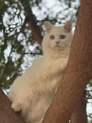 ذكر شيرازي عيون زرق حجم كبير نظيف و اليف جداً