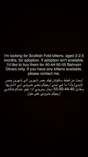 (I am looking for a two-month-old Scottish Fold kitten) ادور قط/ قطه سكوتش فولد تبني/بيع اقرو تحت