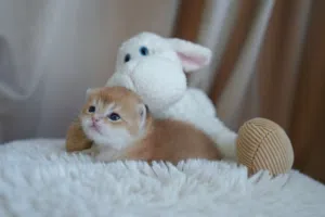 Golden chanchilla kitten