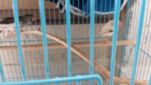 Finches and society birds with cage setup