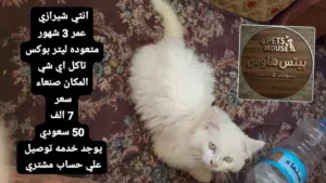 انثي شيرازي عمر 3 شهور عرطه