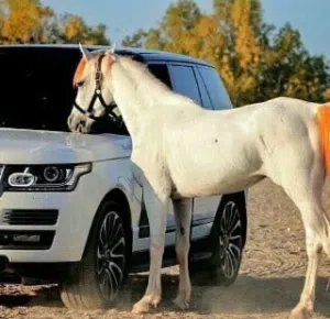 أبو ذياب الهنائي 