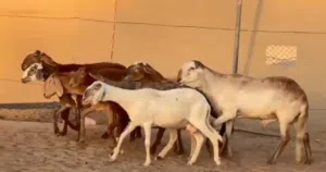 جعد سودانيات تبارك الرحمن احجام ضخمه وفي مهجنات تهجين قوي وأحجام بدون الفحل