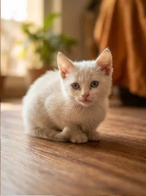 قطة شيرازي بيضة