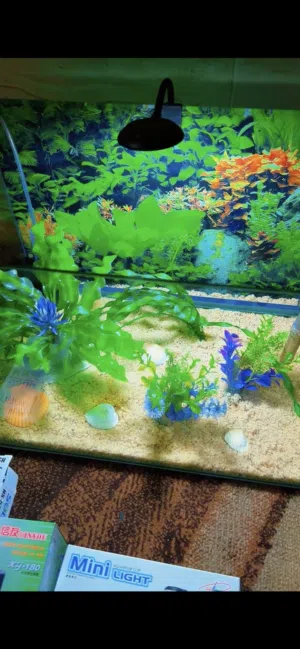 حوض سمك كرستال اجنبي