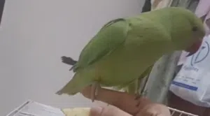 Green parrot available