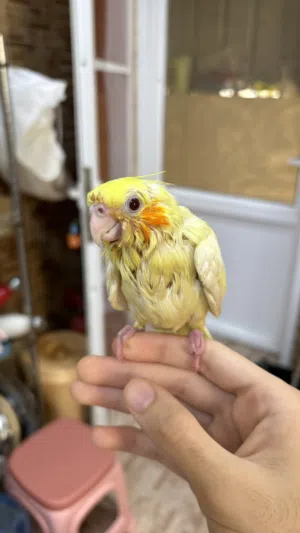 كوكتيل لاتينيو ..