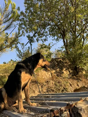 Rottweiler1