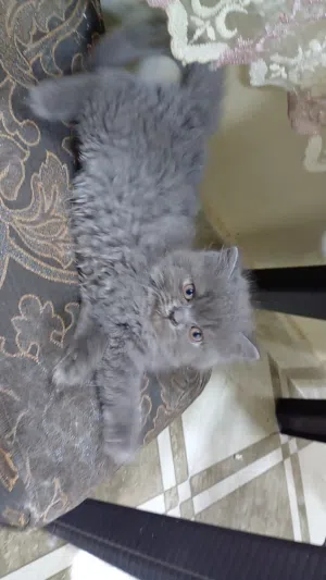 قطه سكوتش