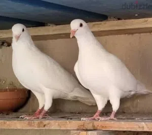 حمام فرنسي لاحم