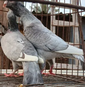 متاح جوز لحلوح شامي