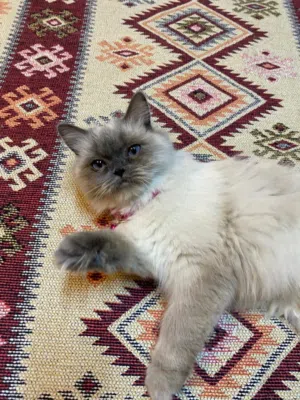 قطه هملايا للبيع