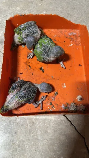 طيور للبيع إلا له رغبه يتواصل معاي