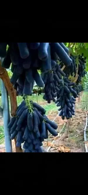 عنب الياقوت