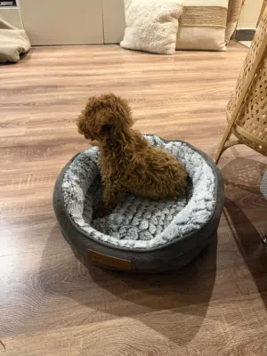 Girl Tea cup poodle تي كب بودل نتيه
