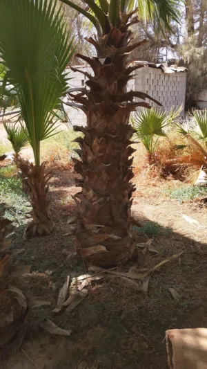 نخل واشنطونياء زينه أمريكي