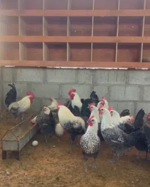 صيصان الفيومي المصري الألمنيوم و الكلاسيك بيور عمر ثلاث أسابيع و طالع ماخذات التحصينات وسليمة