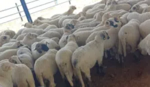 اغنام للبيع