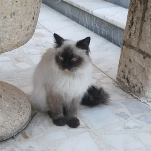 قطه همالايا للبيع بافضل سعر .. القطه لعوبه وحلوه