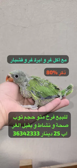 سلام عليك توصيل على رقم