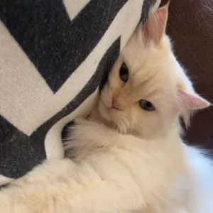 بسة شيرازي للبيع 