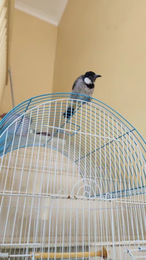 للبيع بلبول بحاله جدا جيدا العمر 6 شهور