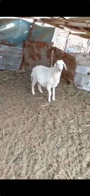 رخله حري للبيع