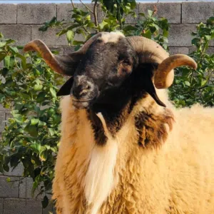 طارق الترهوني لبيع الأغنام 