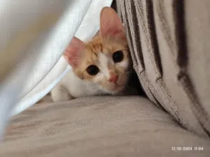 قطة محبة للتبني Loving Cat For Adoption