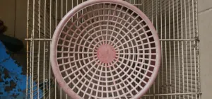 pigeon breeding bowl for sale
