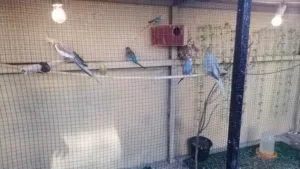 طيور للبيع هنه ولقفص