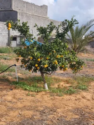 مزرعة للبيع في بئر العالم تاجوراء بحي سكني بسعر جيد بقرب مسجد سليمان الفارس