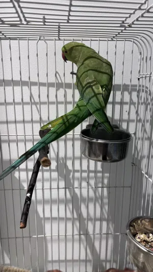 Indian ringneck