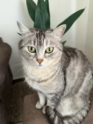 بسة اليفة قصيرة الشعر للبيع + ليتر بوكس وتراب 5L