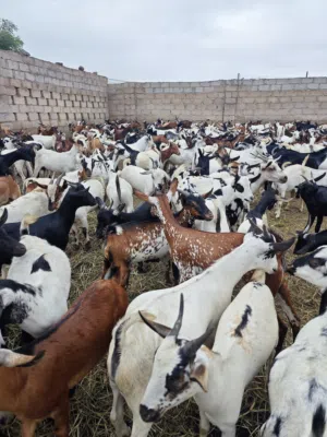 فرصة لا تعوض – تيوس يمنية للبيع وصووول دفعة جديده من التيوس اليمنية