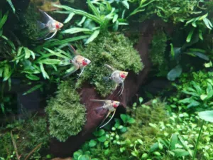 Angel fish Red Devil vails