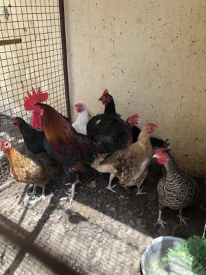 مجموعه دجاج عمانيات بياضات