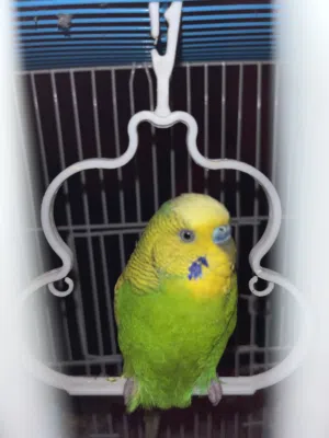 عصفور حب ذكر