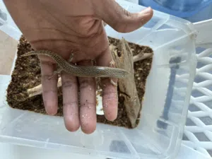 Sandfish Lizard