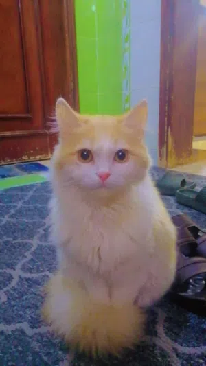 صابر حقيق 