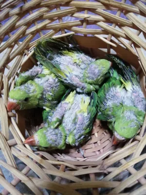 فراخ دره اربعتهن   والتك